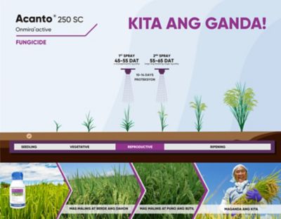 Acanto timing of application